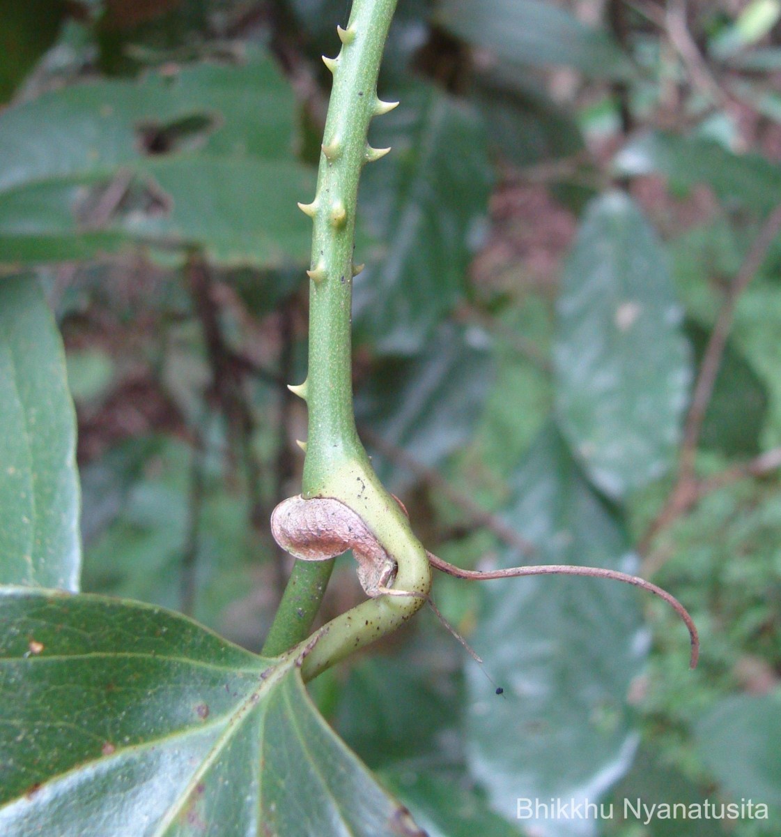 Smilax perfoliata Lour.